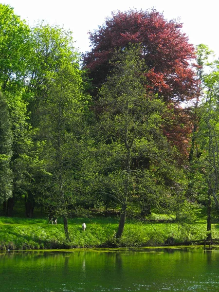 A tree with red leaves in the middle of other trees with green l — Stock Photo, Image