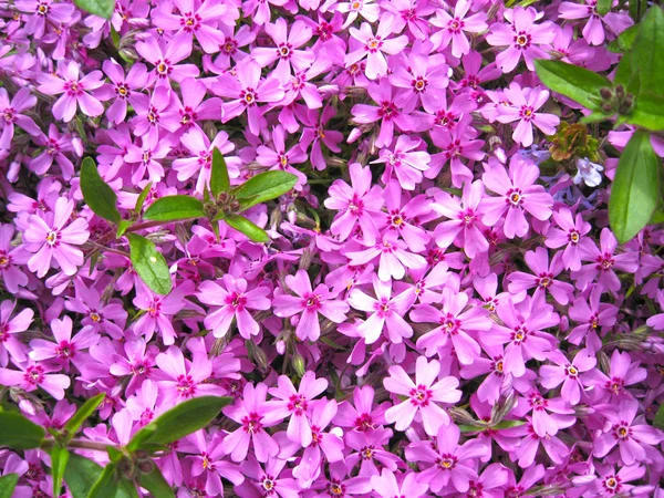 Wonderful purple flowers on the field. — Stock Photo, Image