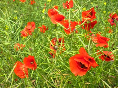 Bir alanın arka planda kırmızı haşhaş birçok çiçek