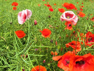 Bir alanın arka planda kırmızı haşhaş birçok çiçek