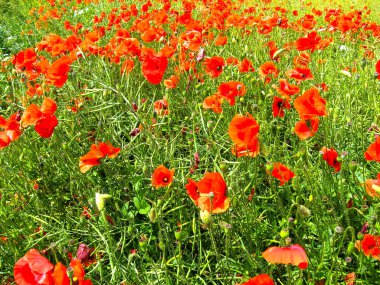 Bir alanın arka planda kırmızı haşhaş birçok çiçek