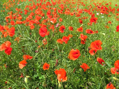 Bir alanın arka planda kırmızı haşhaş birçok çiçek