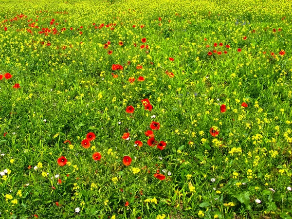 Muitas flores de uma papoula vermelha no fundo de um rapês amarelo — Fotografia de Stock