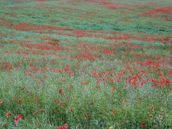 Muitas flores de uma papoula vermelha no fundo de um campo — Fotografia de Stock