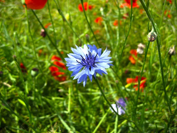 A flor macia da flor de milho (Centaurea cyanus) e po vermelho — Fotografia de Stock