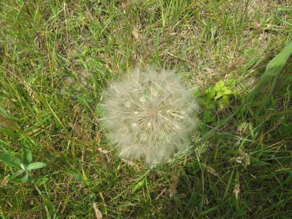 Awesome beautiful seedhead of Taraxacum (dandelion) in sunlight — Stock Photo, Image