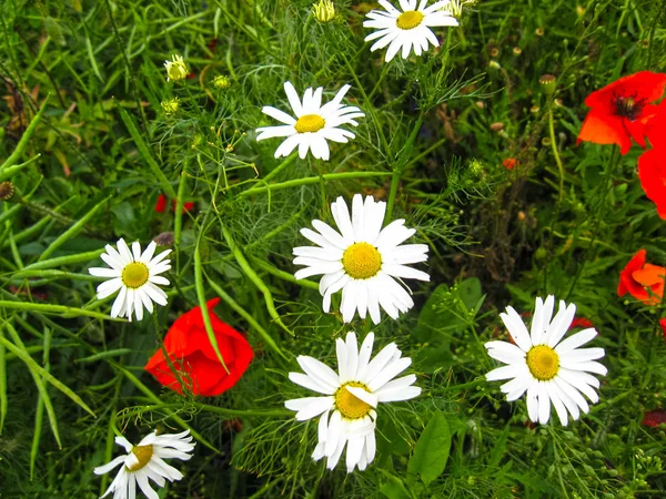 Papatyaların (Bellis perennis) ve kırmızı haşhaşların ihale çiçek — Stok fotoğraf