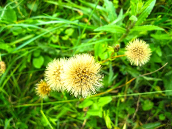 Cabeça de semente bonita impressionante de Taraxacum (dente de leão) na luz solar — Fotografia de Stock