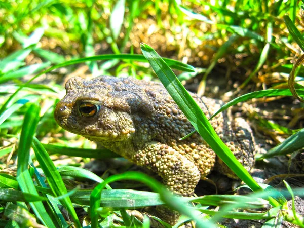 Frog in the sunbeams among the green grass. Symbol of haphazardn