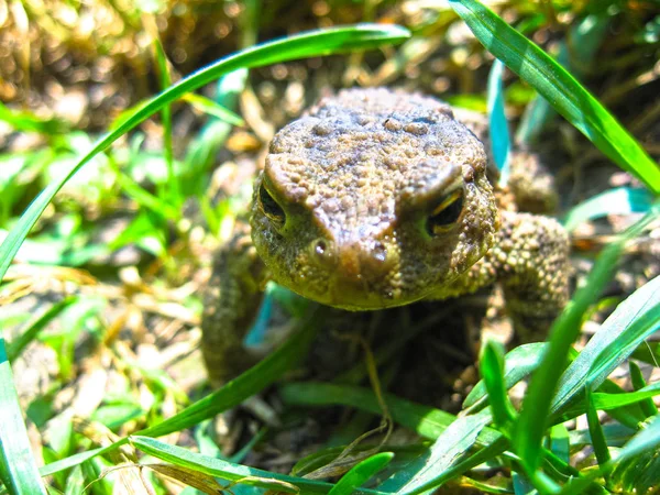 青蛙在阳光下在绿草丛中。杂乱无章的象征 — 图库照片