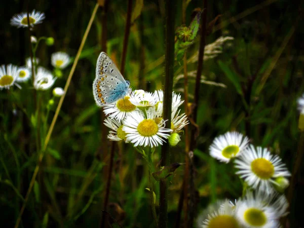 Farfalla azzurra fine con ali trasparenti in una macchia scura. Un bu — Foto Stock