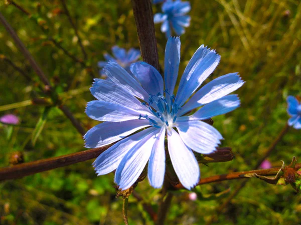 Beautiful violet-blue flower of wild chicory in the background o — Stock Photo, Image