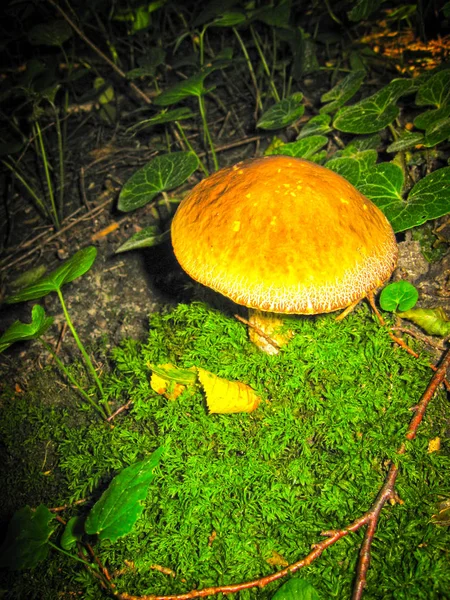 Cogumelo laranja em uma floresta escura entre a grama verde . — Fotografia de Stock