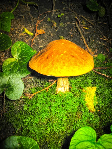Cogumelo laranja em uma floresta escura entre a grama verde . — Fotografia de Stock