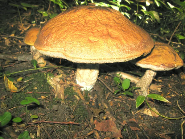 Cogumelo laranja em uma floresta escura entre a grama verde . — Fotografia de Stock