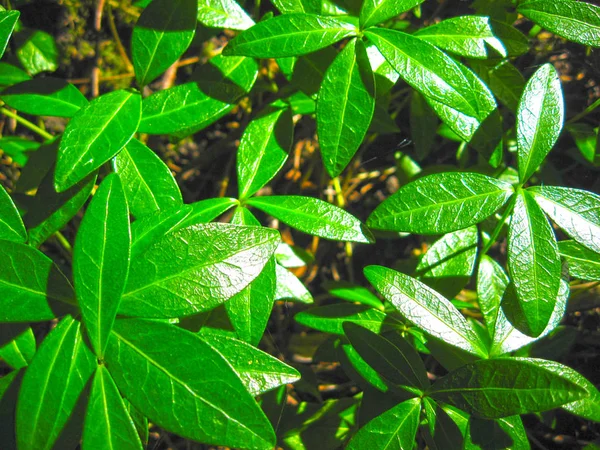 Vinca Minor Atau Periwinkle Kecil Tumbuh Sama Hutan Liar — Stok Foto