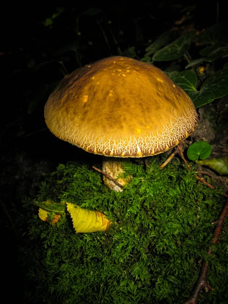 Cogumelo laranja em uma floresta escura entre a grama verde . — Fotografia de Stock