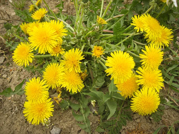 Beautiful landscape with a yellow dandelion in the background. B — Stock Photo, Image