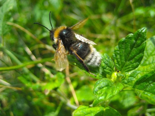 L'abeille cherche du nectar. Une belle abeille pollinise les plantes — Photo