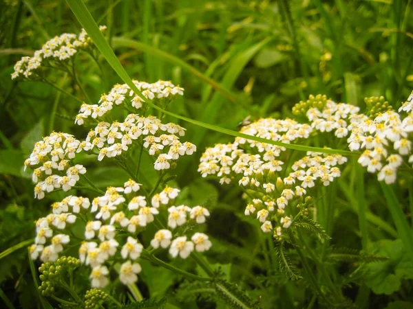 Fotka makra. Divoké květiny v poli obklopen plevelem a — Stock fotografie