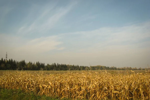 Beautiful autumn landscape. Field of yellow ripe corn against a — Stockfoto