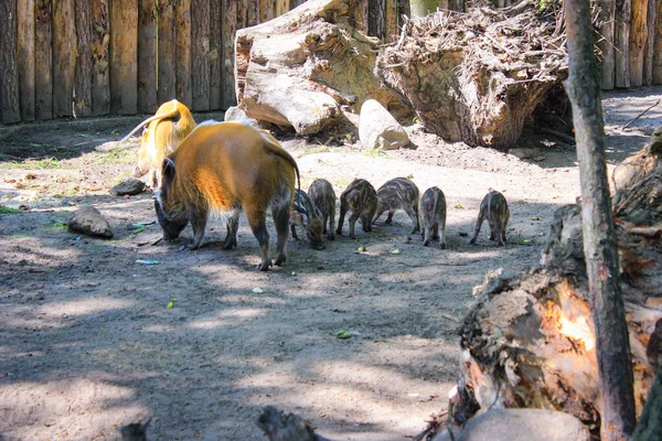 動物園でいくつかの小さなピグレットとレッドリバーホッグ — ストック写真