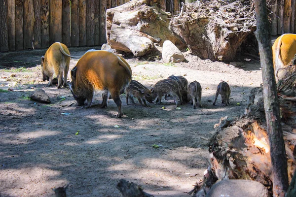 Hayvanat Bahçesinde Birkaç Küçük Domuzcukla Kızıl Nehir Domuzu — Stok fotoğraf