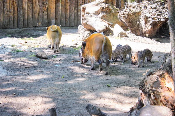 Red River Hog Med Några Små Smågrisar Djurparken — Stockfoto