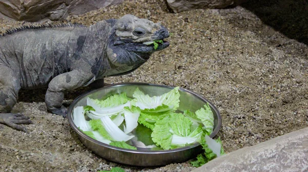 水族馆里的一只班长蜥蜴 站在一个装满生菜叶子的金属板旁边 慢慢地咀嚼着生菜叶子 — 图库照片