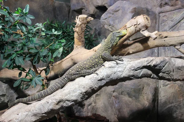 A Monitor Lizard Sits In A Cave On The Stones And Stares Intently At The Camera.