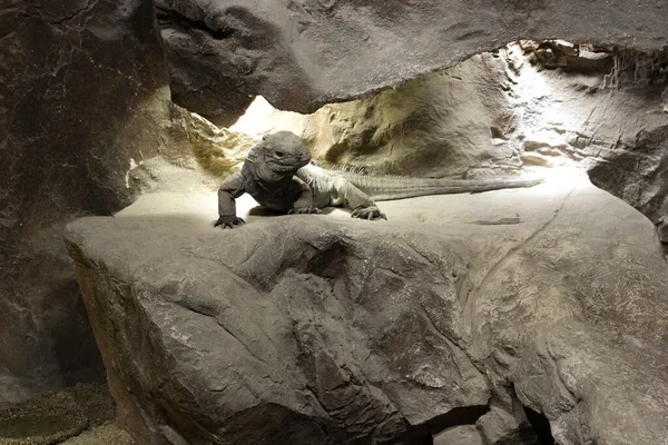 Lagarto Monitor Sienta Una Cueva Las Piedras Mira Fijamente Cámara —  Fotos de Stock