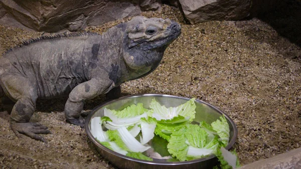 水族馆里的一只班长蜥蜴 站在一个装满生菜叶子的金属板旁边 慢慢地咀嚼着生菜叶子 — 图库照片