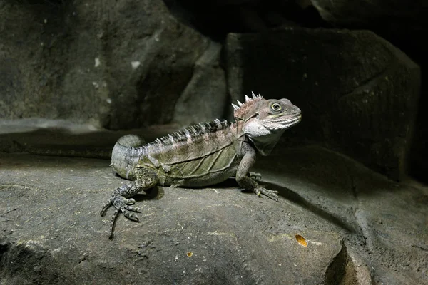 A Lizard Sits In A Cave On The Stones And Stares Intently At The Camera.