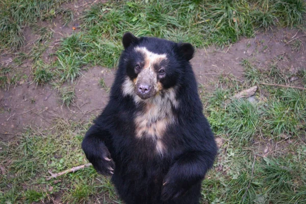 American Black Bear Ursus Americanus Önceki Bölümlerde Euarctos Americanus Olarak — Stok fotoğraf