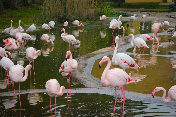Many Pink Flamingos Stand Pond Vienna Zoo — Stock Photo, Image
