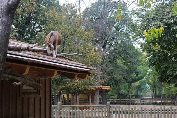 Eine Ziege Die Auf Das Hölzerne Dach Eines Stalls Kletterte — Stockfoto