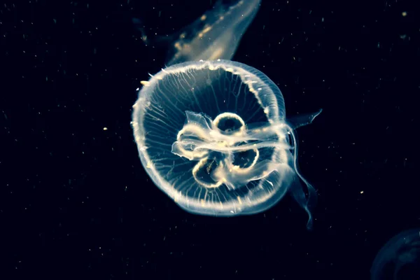 Una Medusa Nada Agua Foto Submarina Inusual — Foto de Stock
