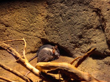 İki küçük fare bir kayanın altında uyuyor..