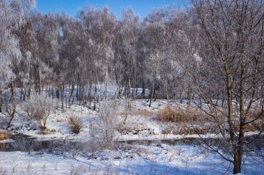 Karlı Birch Koruluğunun Güzel Kış Manzarası.
