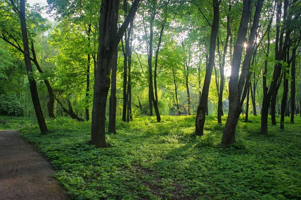 Raggi Del Sole Brillano Tra Gli Alberi Antico Parco — Foto Stock