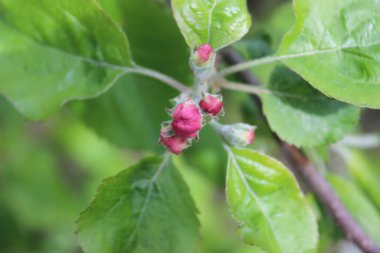 Harika beyaz ve pembe elma çiçeği.