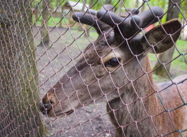 Şehir parkında metal bir ağ örgüsünün arkasındaki kırmızı geyik kameraya bakıyor.