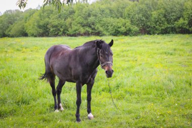 Çayırdaki bir tasmada otlayan siyah bir at