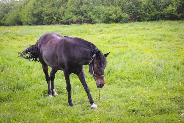 Jeden Czarny Koń Wypasający Się Smyczy Łące — Zdjęcie stockowe