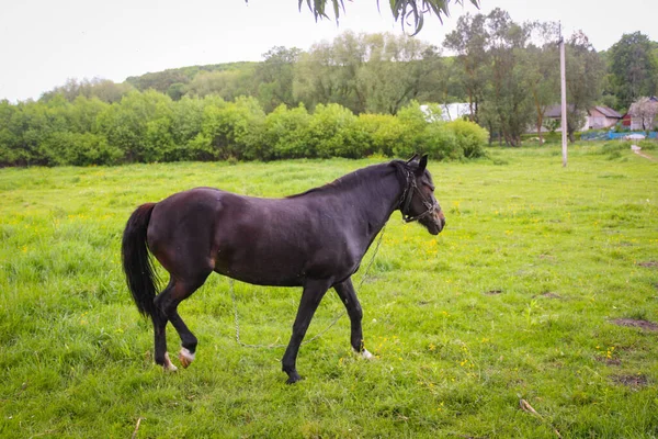 Ein Schwarzes Pferd Grast Der Leine Auf Einer Wiese — Stockfoto