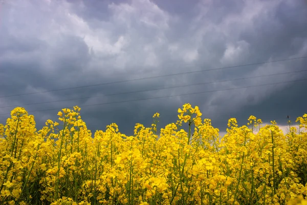 Closeup Macro Photo Yellow Rapeseed Flowering Background Dark Sky Thunderclouds — Stock Photo, Image