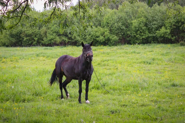 Cheval Noir Paissant Laisse Dans Une Prairie — Photo