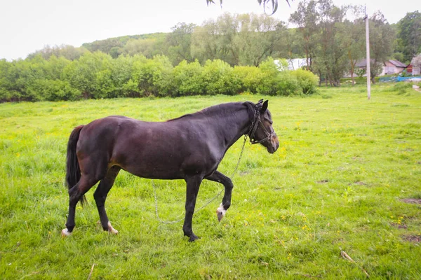 Ein Schwarzes Pferd Grast Der Leine Auf Einer Wiese — Stockfoto