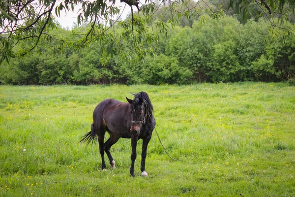 Cheval Noir Paissant Laisse Dans Une Prairie — Photo