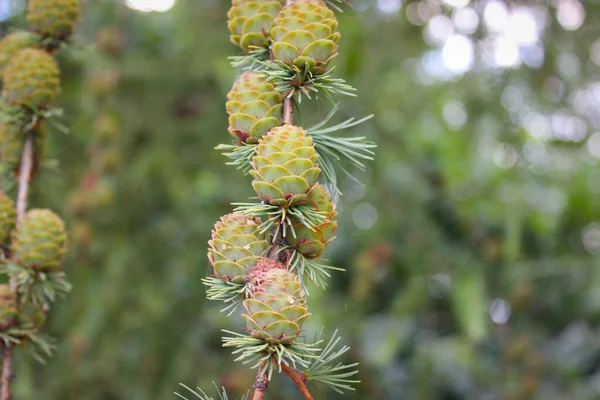 콘도르의 Pinus Serotina Marsh Pine Pocosin Pine 도알려져 — 스톡 사진